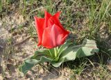 Tulipa micheliana