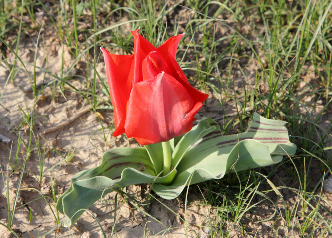 Изображение особи Tulipa micheliana.