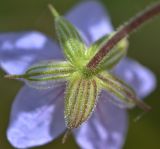 Image of taxon representative. Author is Татьяна Мальчинская