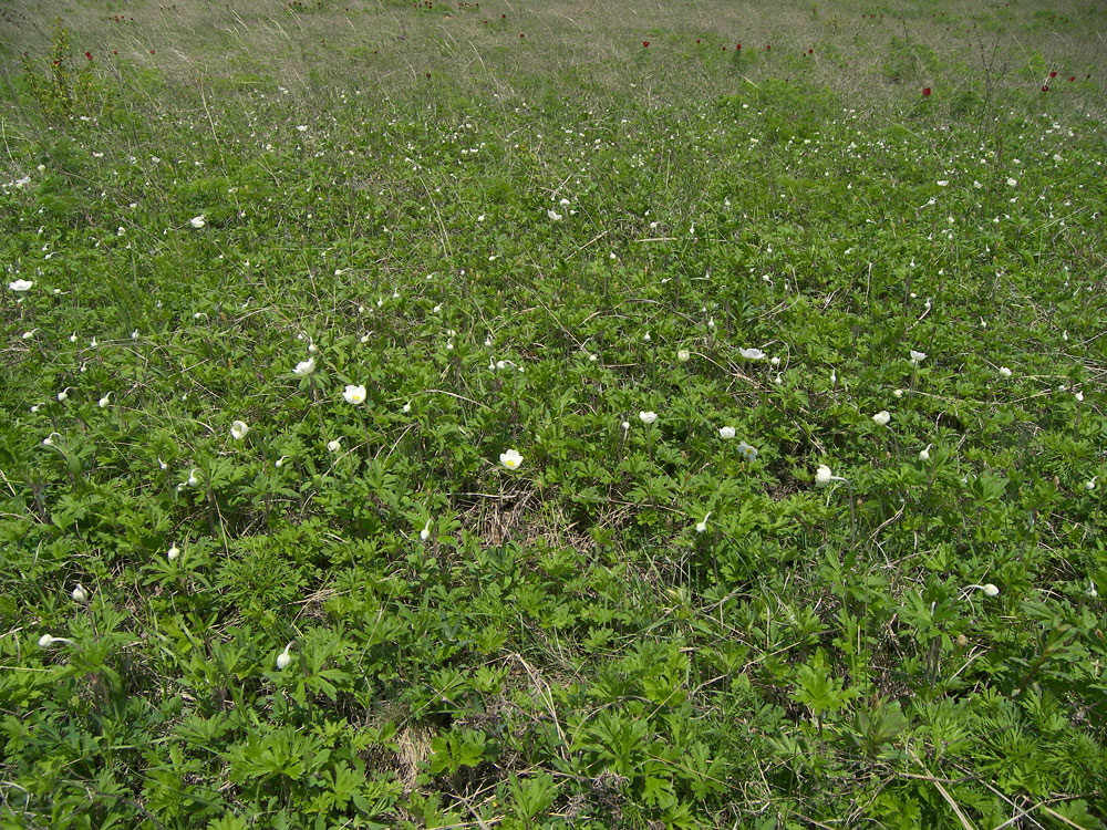 Изображение особи Anemone sylvestris.