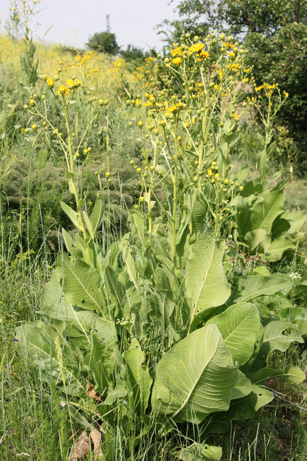 Изображение особи Inula macrophylla.