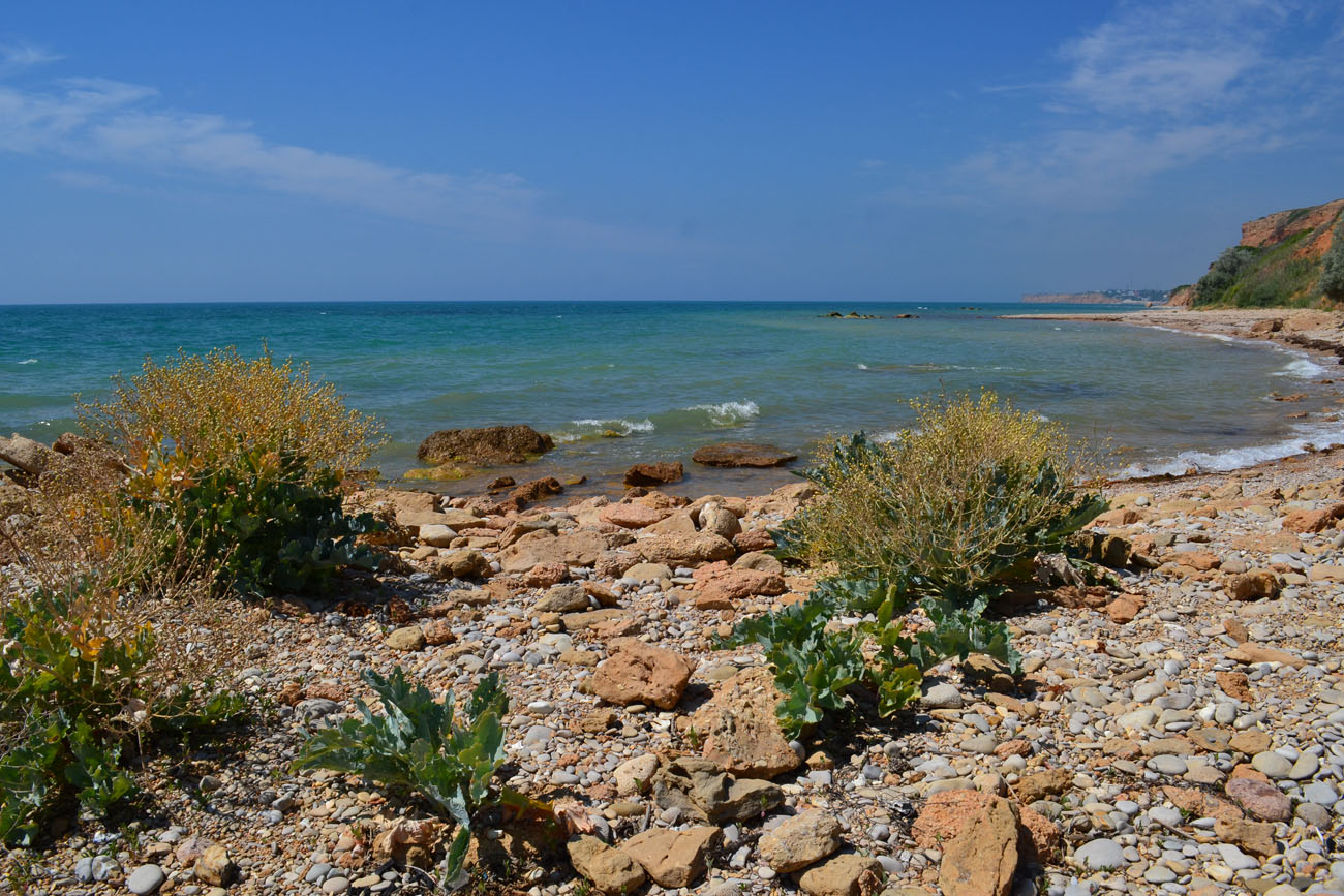 Image of Crambe maritima specimen.