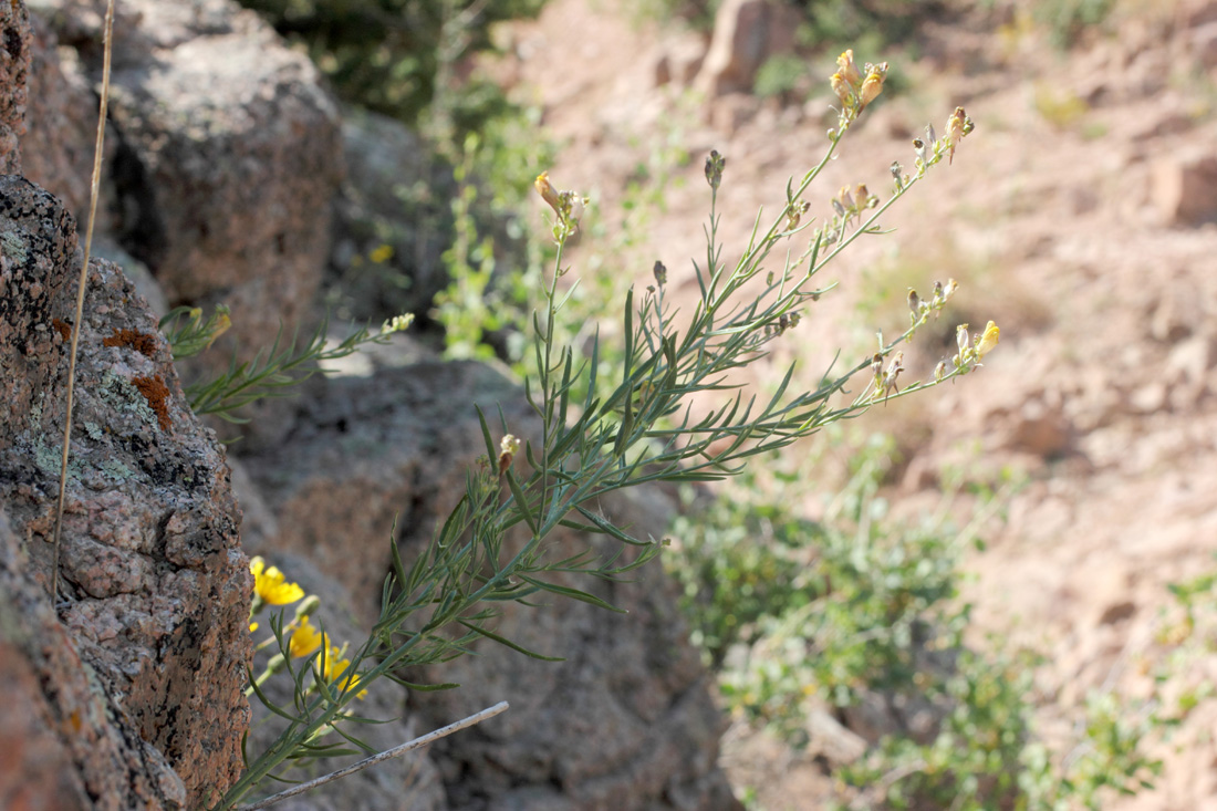 Image of Linaria popovii specimen.