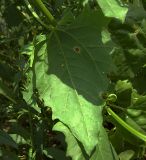 Atriplex sagittata