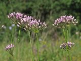 Allium angulosum. Соцветия. Украина, Донецкая обл., песчаный луг в окр. г. Святогорск. 01.07.2012.