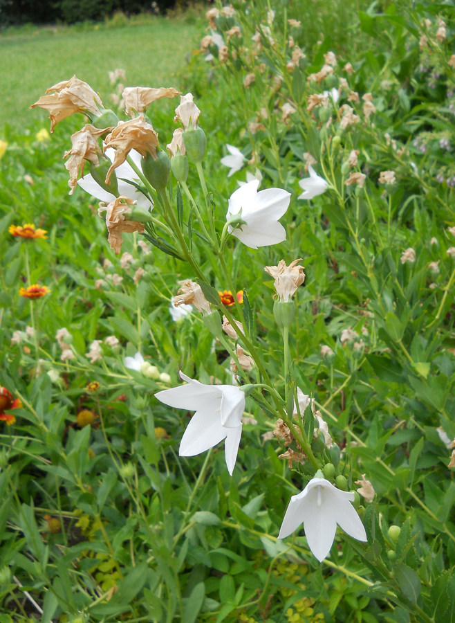 Image of Platycodon grandiflorus specimen.
