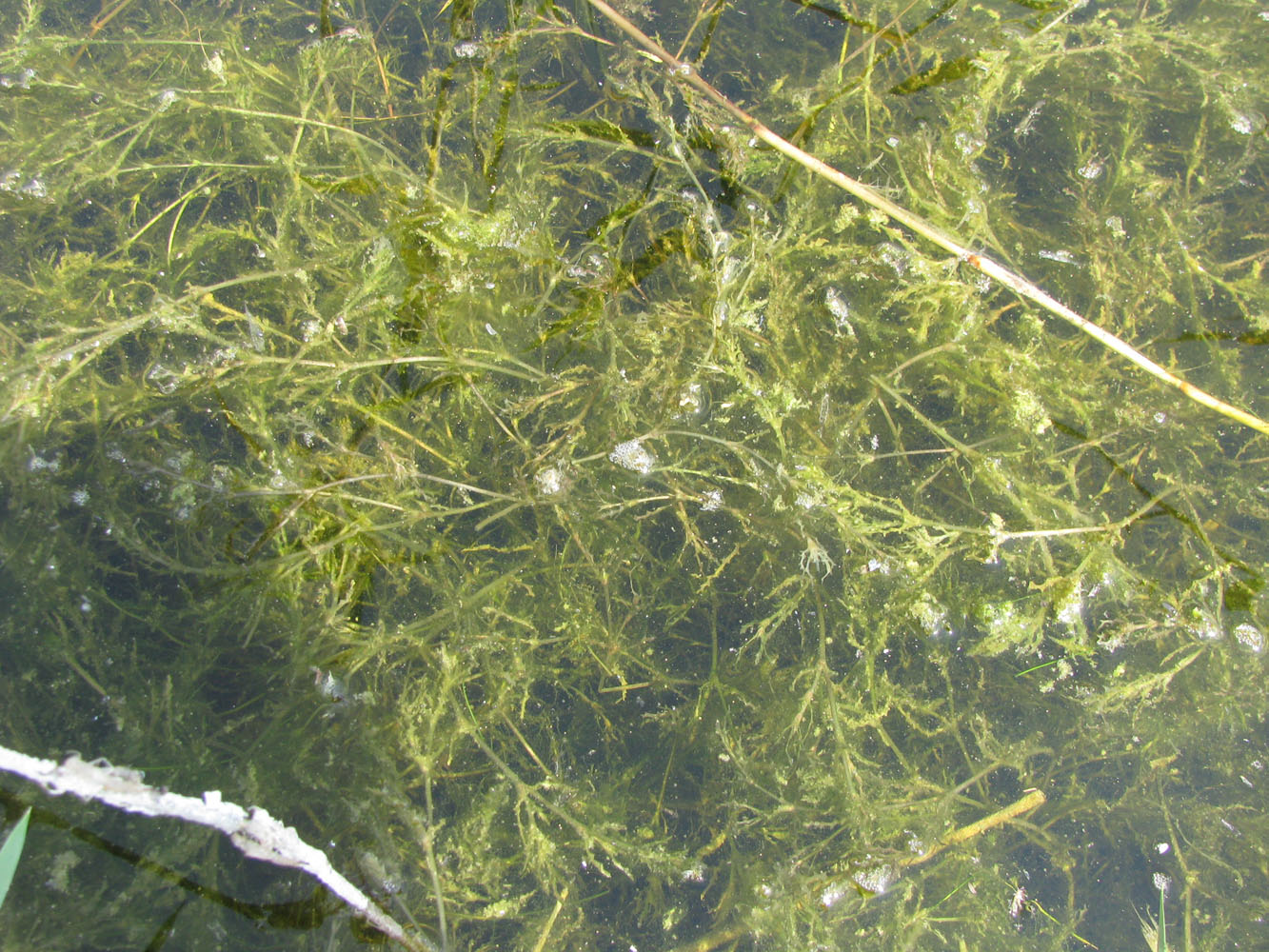 Image of Najas marina ssp. aculeolata specimen.