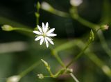 Stellaria graminea