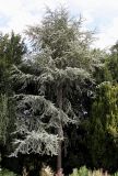 Cedrus atlantica. Молодое дерево. Германия, г. Krefeld, ботанический сад. 31.07.2012.