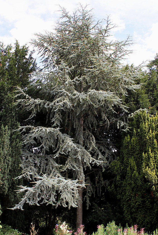 Image of Cedrus atlantica specimen.