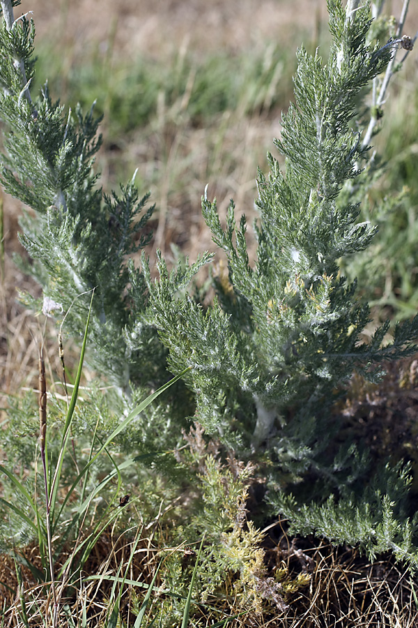 Image of Handelia trichophylla specimen.