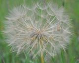 Tragopogon australis