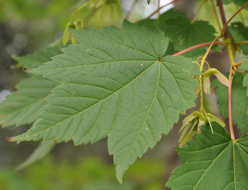 Image of Acer ukurunduense specimen.