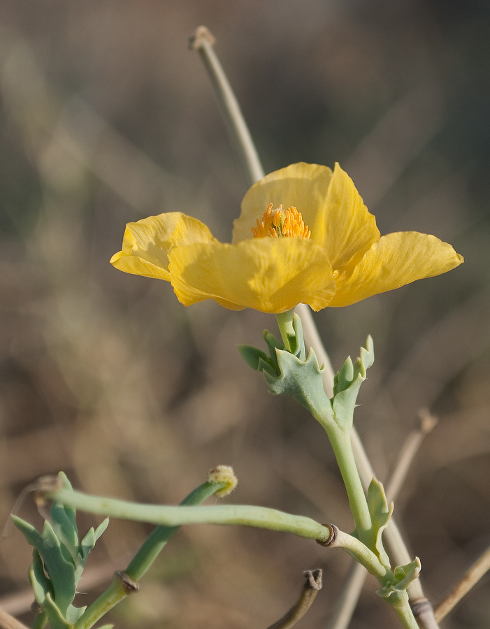 Изображение особи Glaucium flavum.