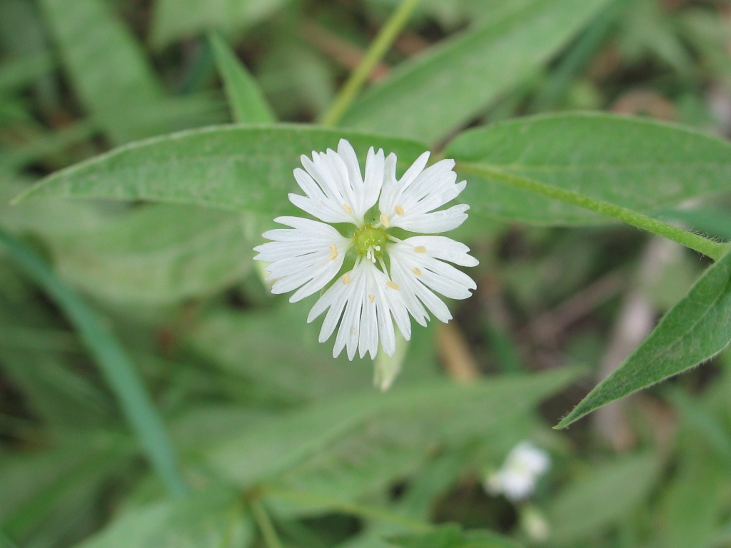 Изображение особи Fimbripetalum radians.