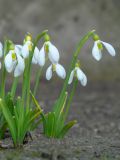 Galanthus plicatus