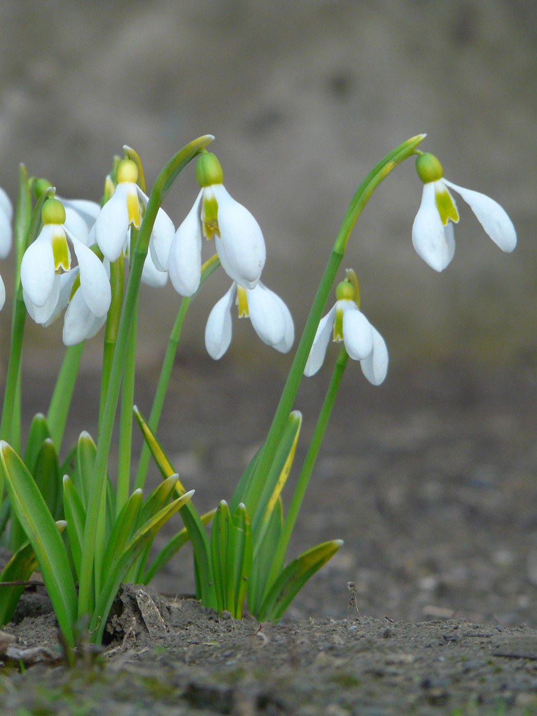 Изображение особи Galanthus plicatus.