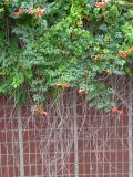 Campsis radicans