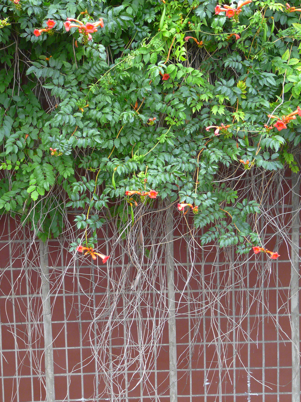 Изображение особи Campsis radicans.