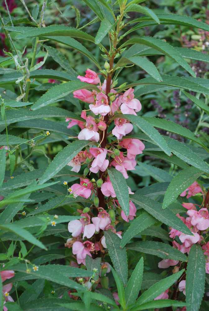 Изображение особи Impatiens balsamina.