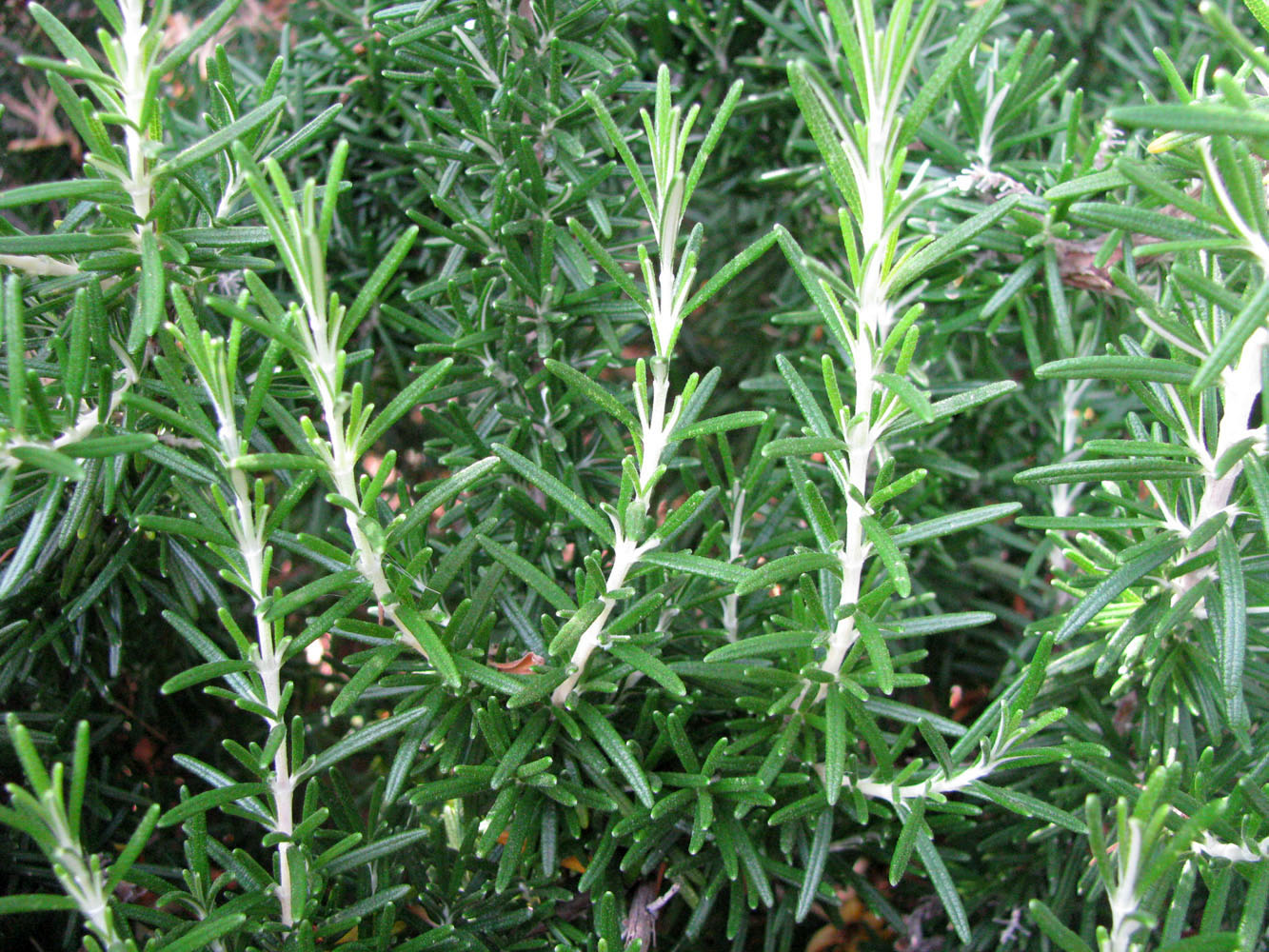 Изображение особи Rosmarinus officinalis.