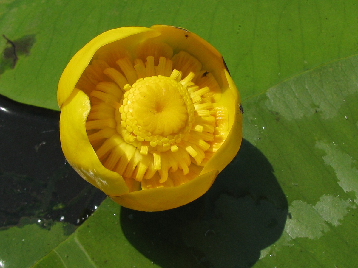 Image of Nuphar lutea specimen.