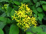 Senecio nemorensis