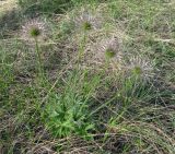 Pulsatilla patens. Плодоносящее растение. Саратовская обл., национальный парк \"Хвалынский\". 16.05.2009.