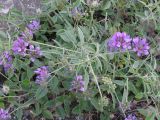 Psoralea bituminosa ssp. pontica