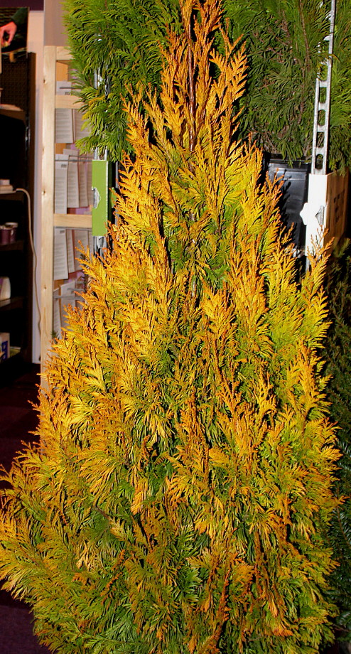 Image of Thuja occidentalis specimen.