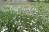 Linum austriacum. Аспект цветущих растений. Ростовская обл., г. Новочеркасск, пустошь возле бугров. 2009 г.