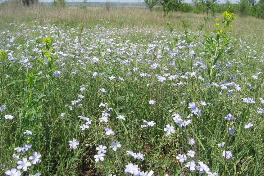 Изображение особи Linum austriacum.