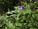 Scutellaria galericulata
