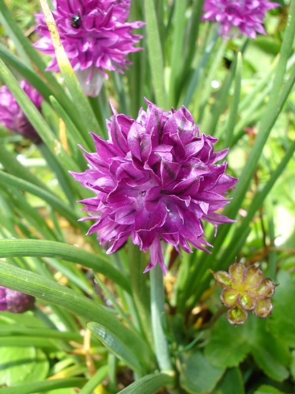 Image of Allium monadelphum specimen.