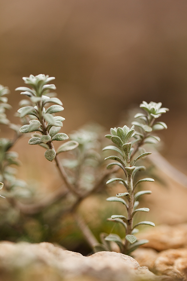 Изображение особи род Alyssum.