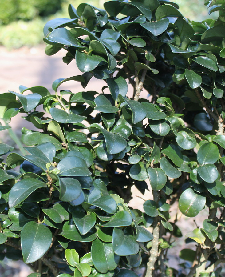 Image of Ligustrum japonicum specimen.