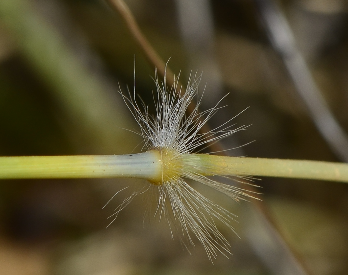 Изображение особи Stipagrostis ciliata.