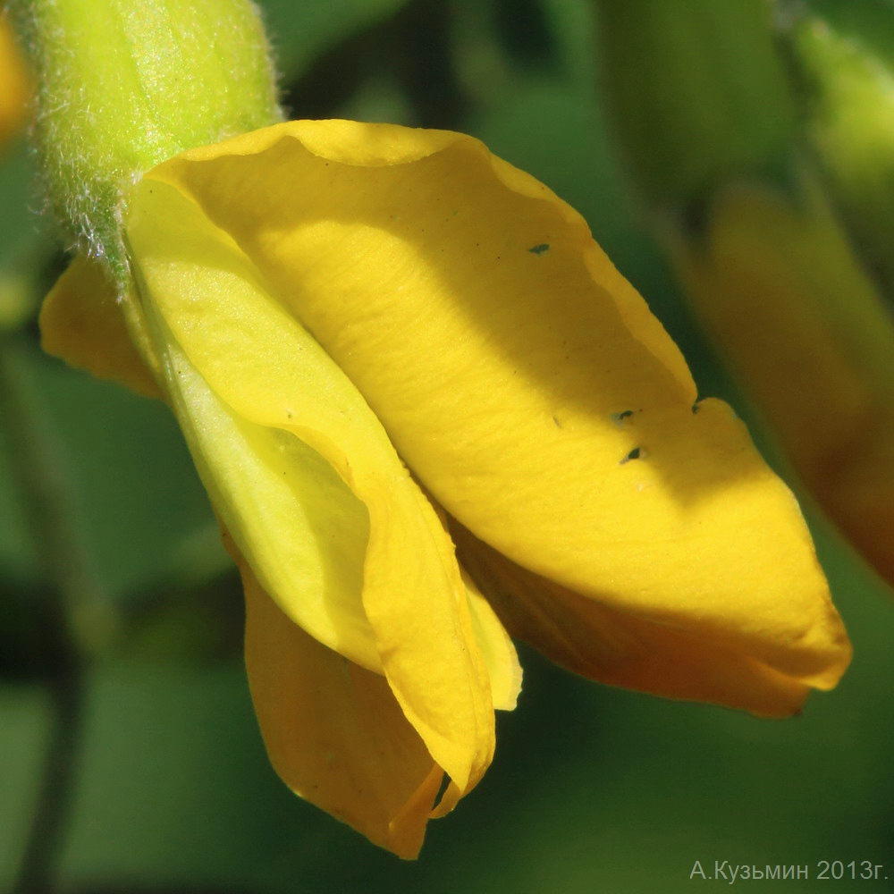 Изображение особи Caragana arborescens.