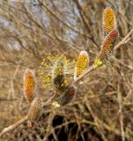 Salix × puberula. Верхушка побега с мужскими соцветиями. Московская обл., Лотошинский р-н, окр. дер. Савостино. 01.05.2013.