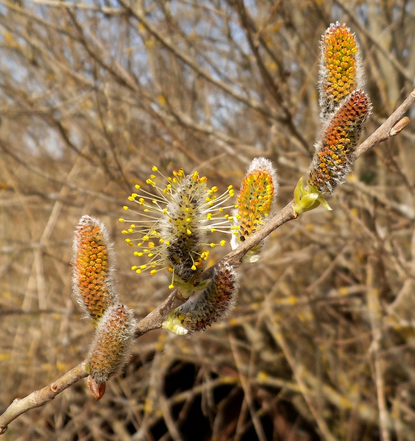 Image of Salix × puberula specimen.