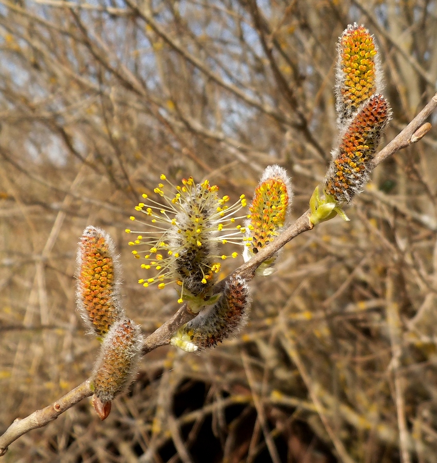 Изображение особи Salix &times; puberula.