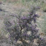 Astragalus ammodendron