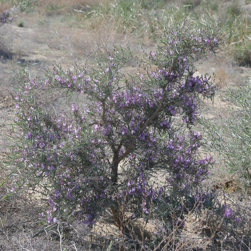 Изображение особи Astragalus ammodendron.