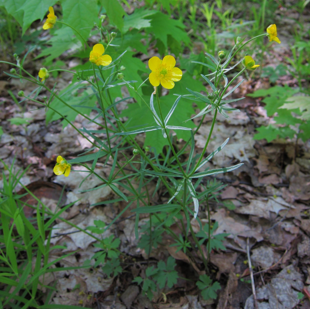 Image of Ranunculus auricomus specimen.