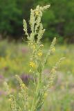 Verbascum lychnitis. Верхушка расцветающего растения. Ростовская обл., Неклиновский р-н, Носовское с/п, балка Носова. 12.06.2013.