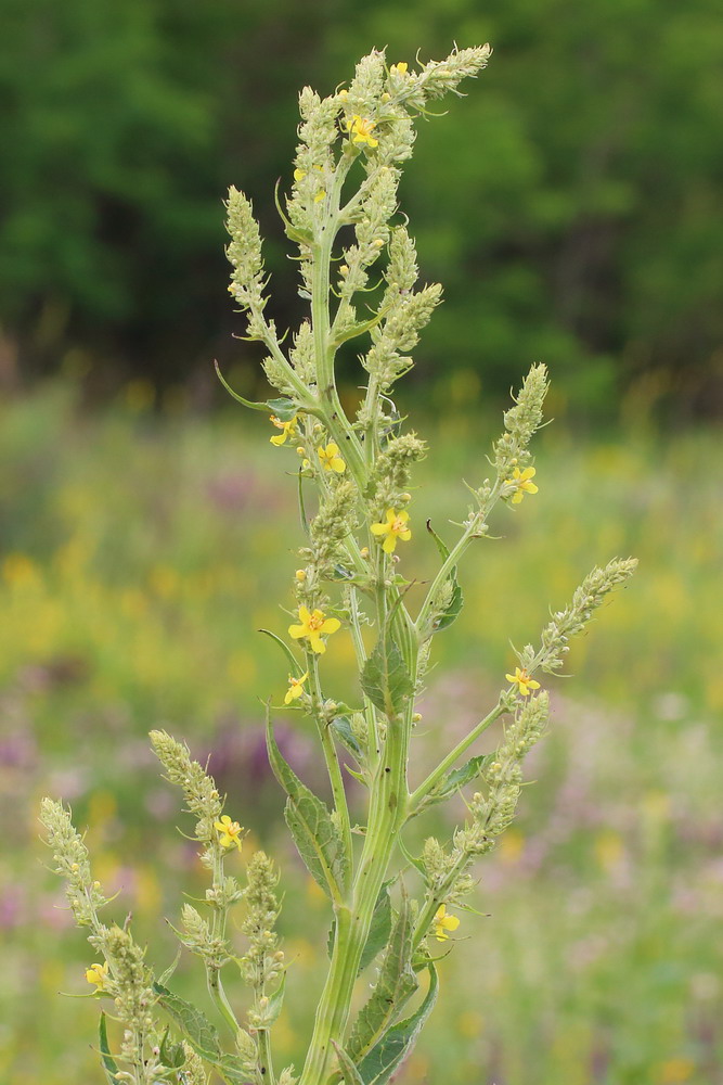 Image of Verbascum lychnitis specimen.