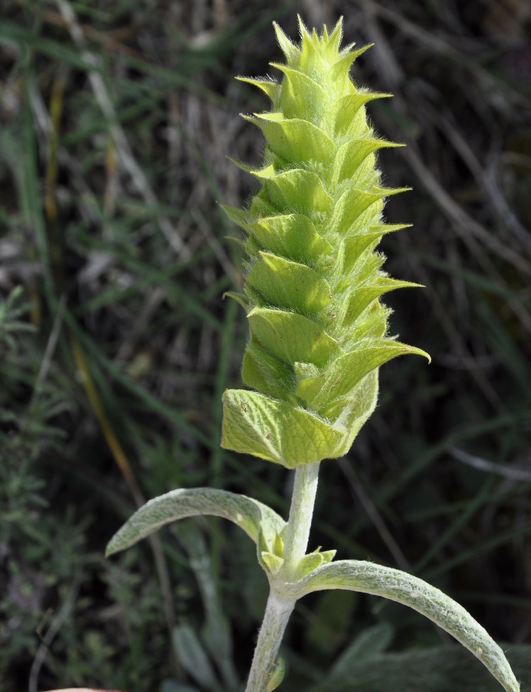 Image of Sideritis scardica specimen.