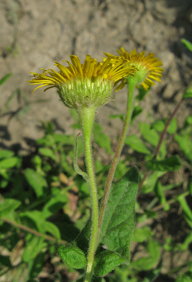 Image of Pulicaria dysenterica specimen.