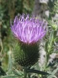 род Cirsium