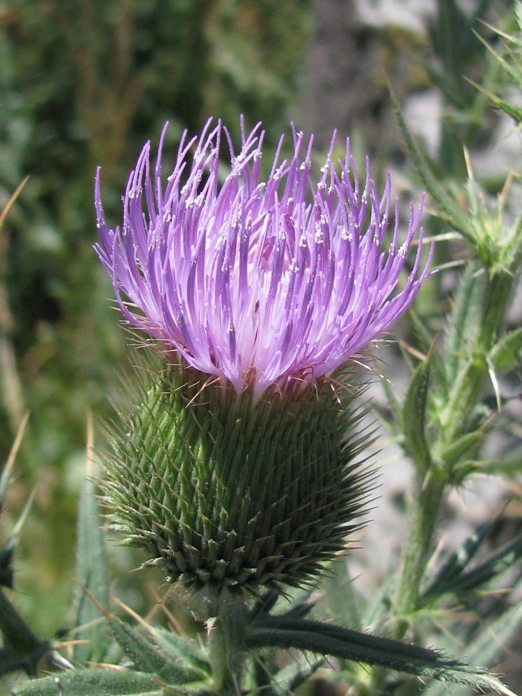 Image of genus Cirsium specimen.